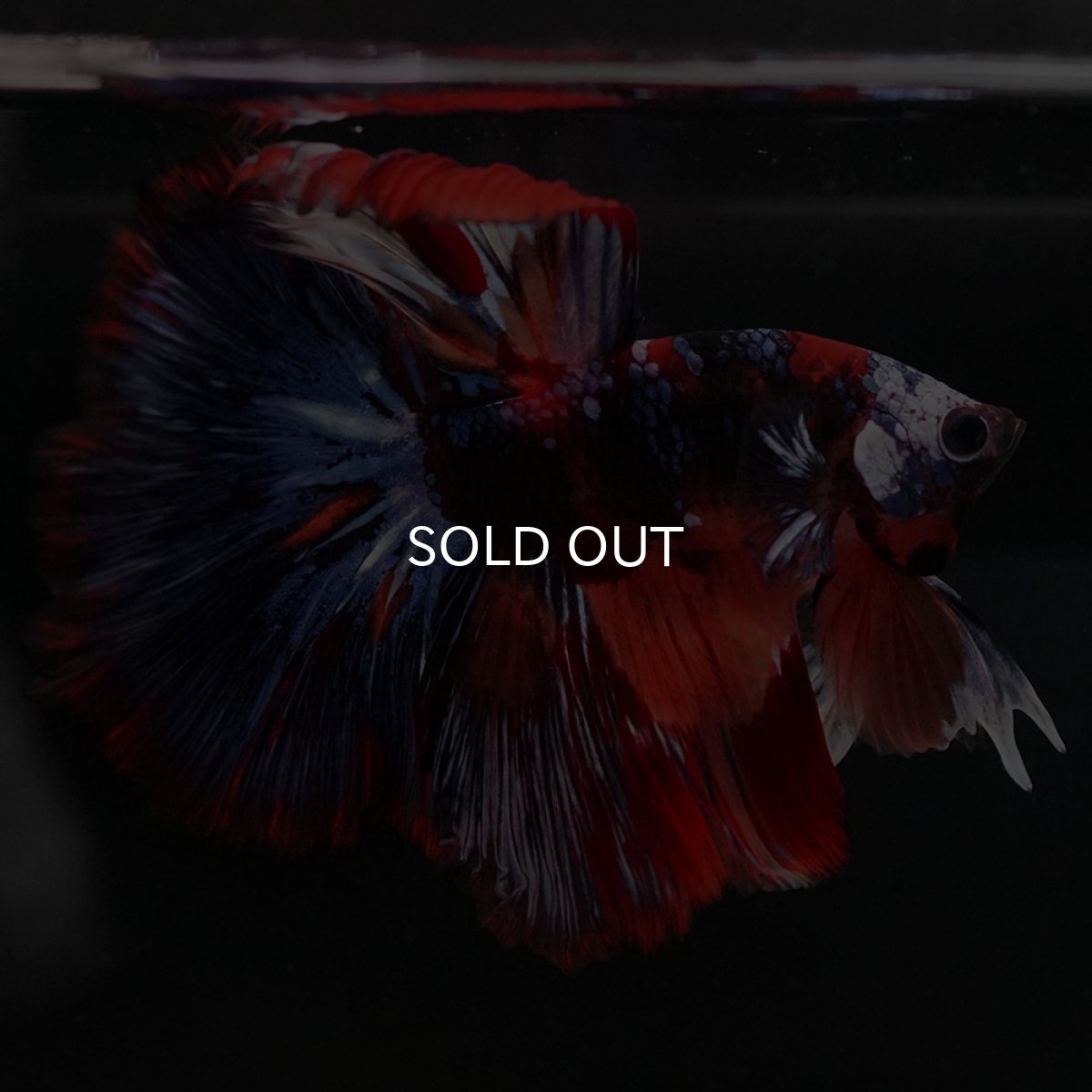 画像9: HM ブラックキャンディ (9)