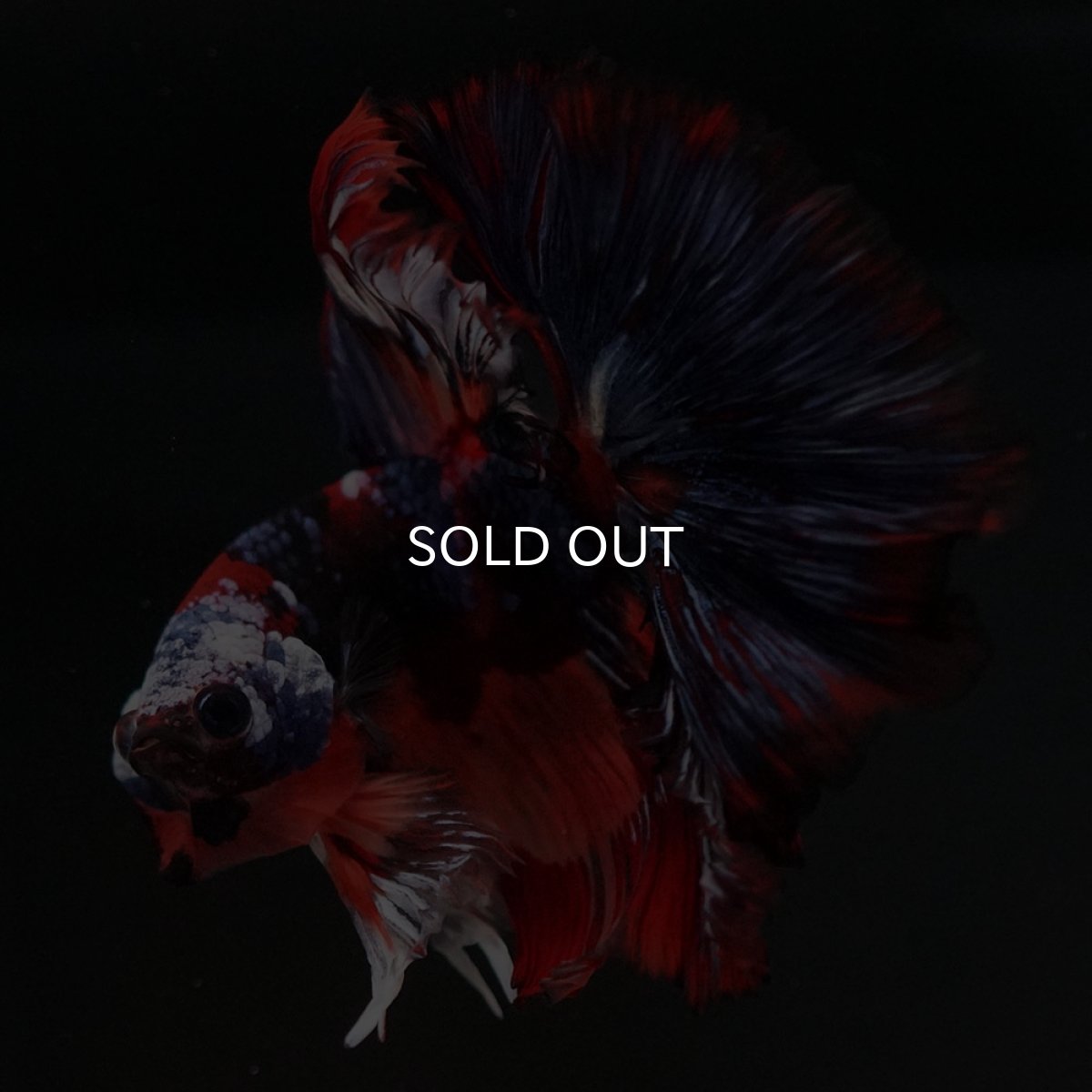 画像8: HM ブラックキャンディ (8)