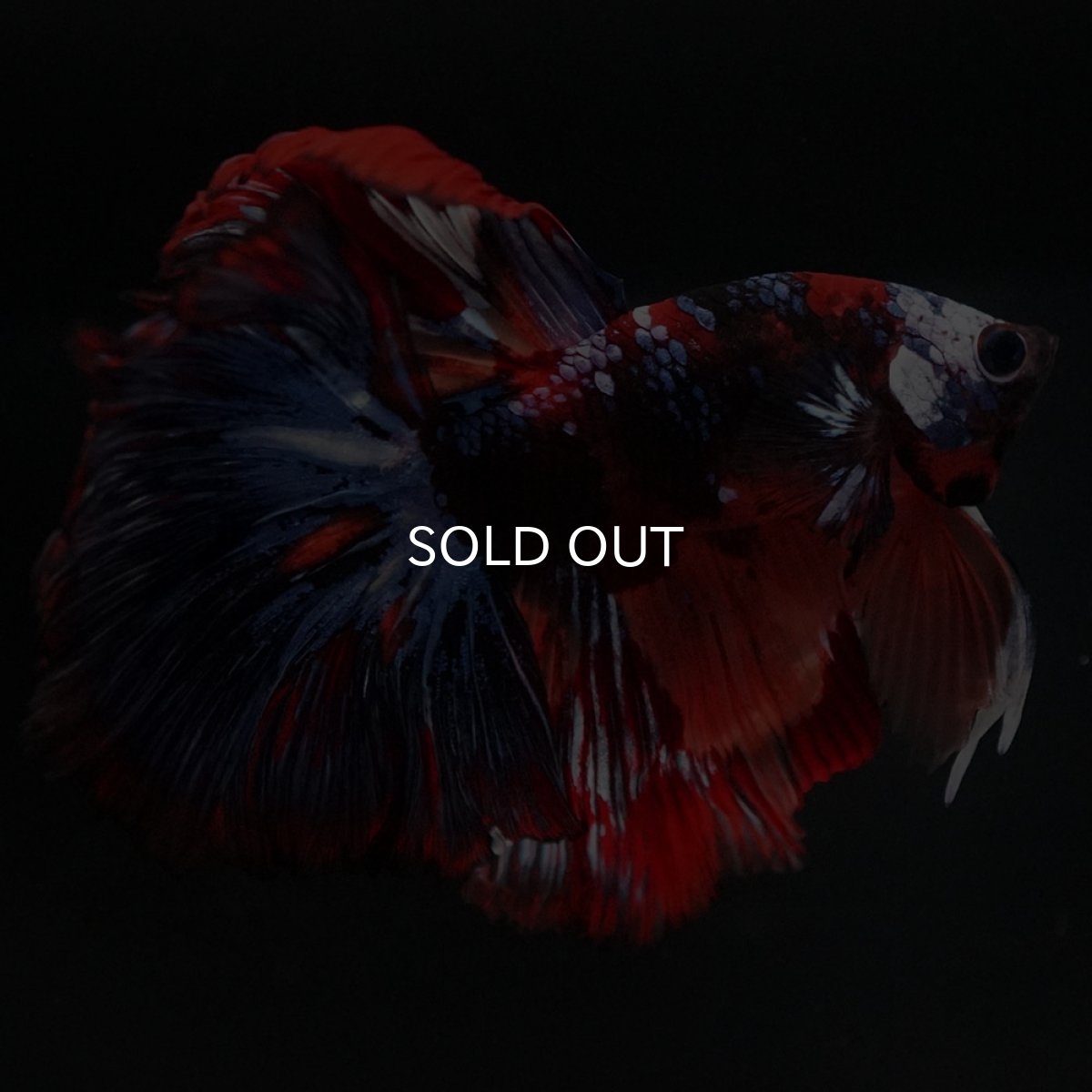 画像4: HM ブラックキャンディ (4)