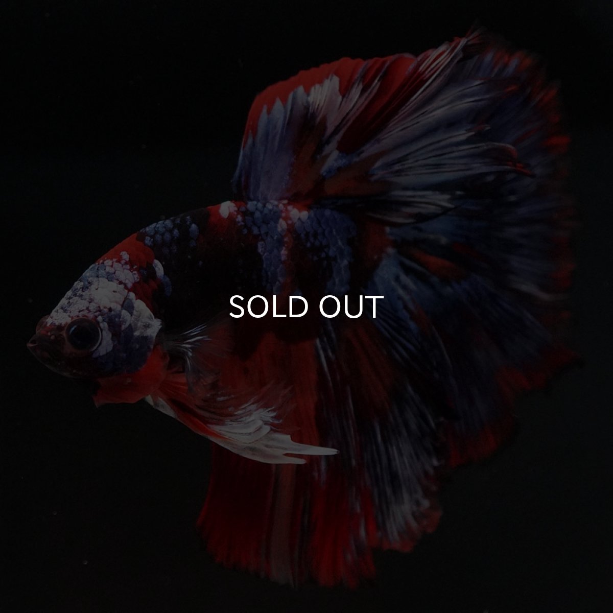 画像7: HM ブラックキャンディ (7)