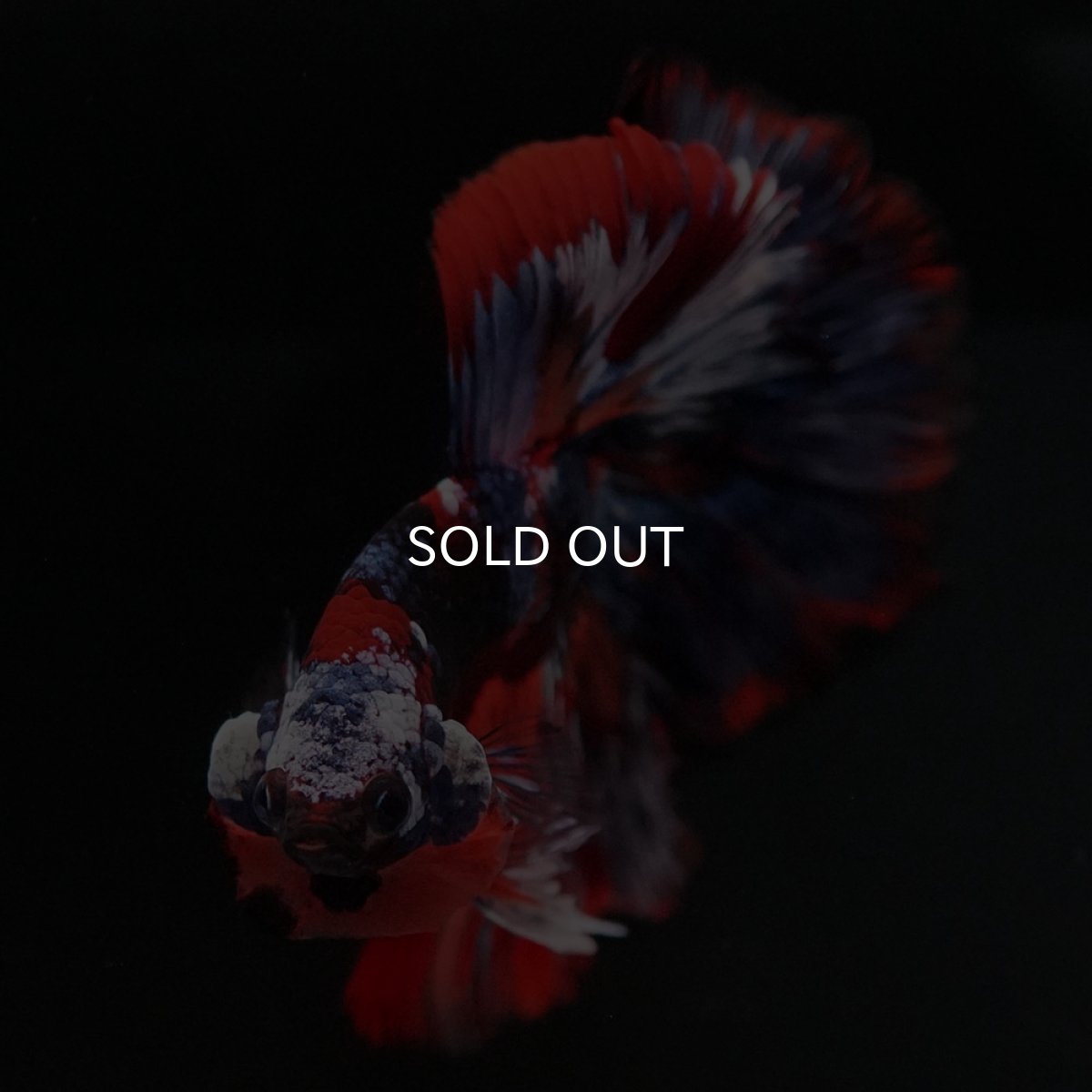 画像3: HM ブラックキャンディ (3)