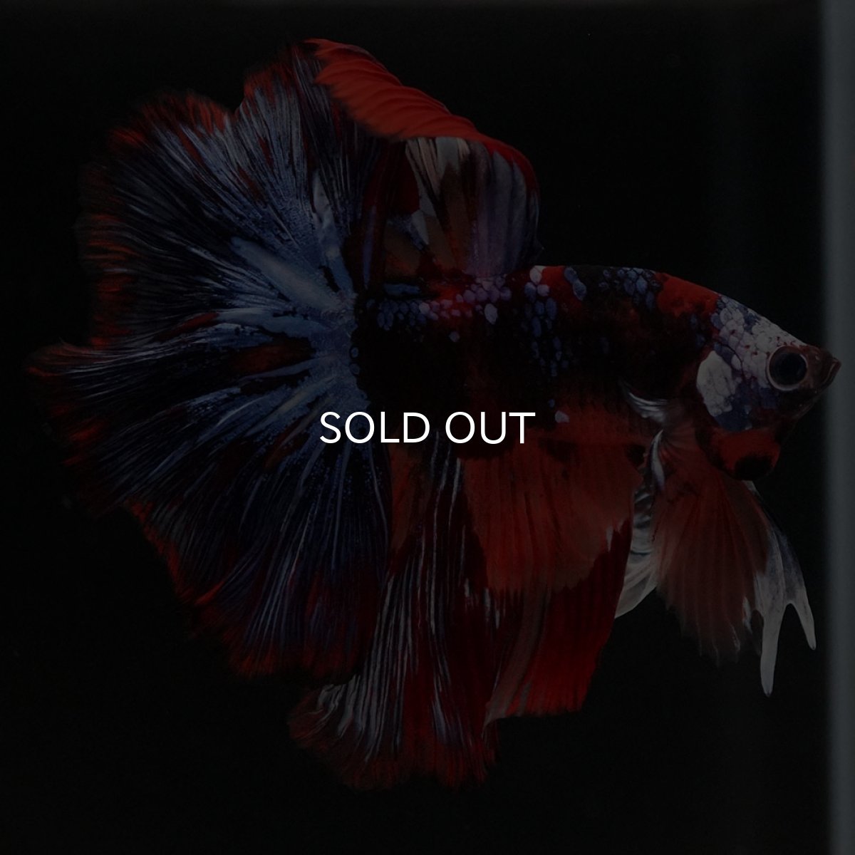 画像6: HM ブラックキャンディ (6)