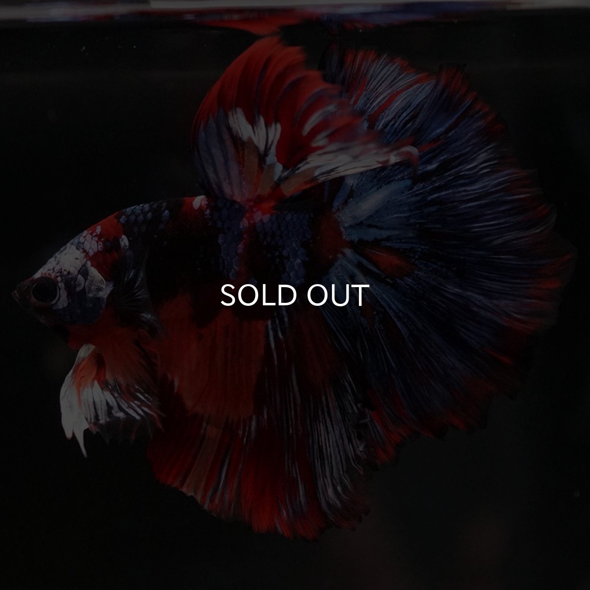 画像5: HM ブラックキャンディ (5)