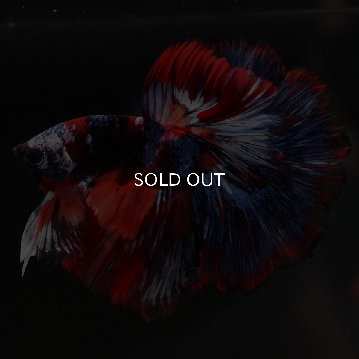 画像2: HM ブラックキャンディ (2)