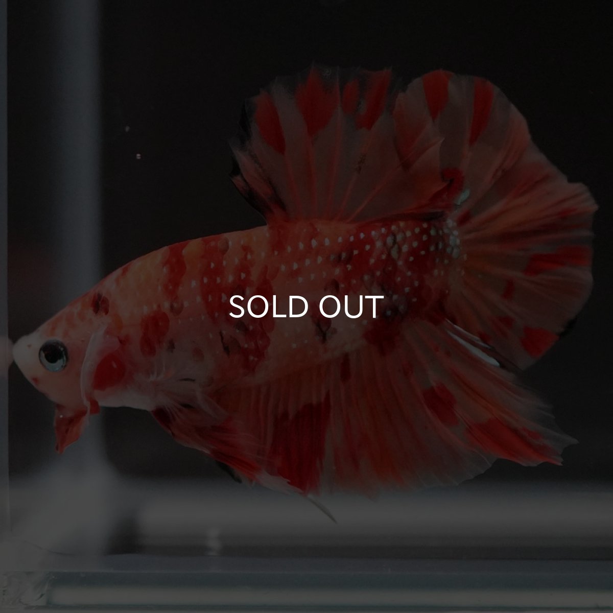 画像11: HMPK ニモ (11)