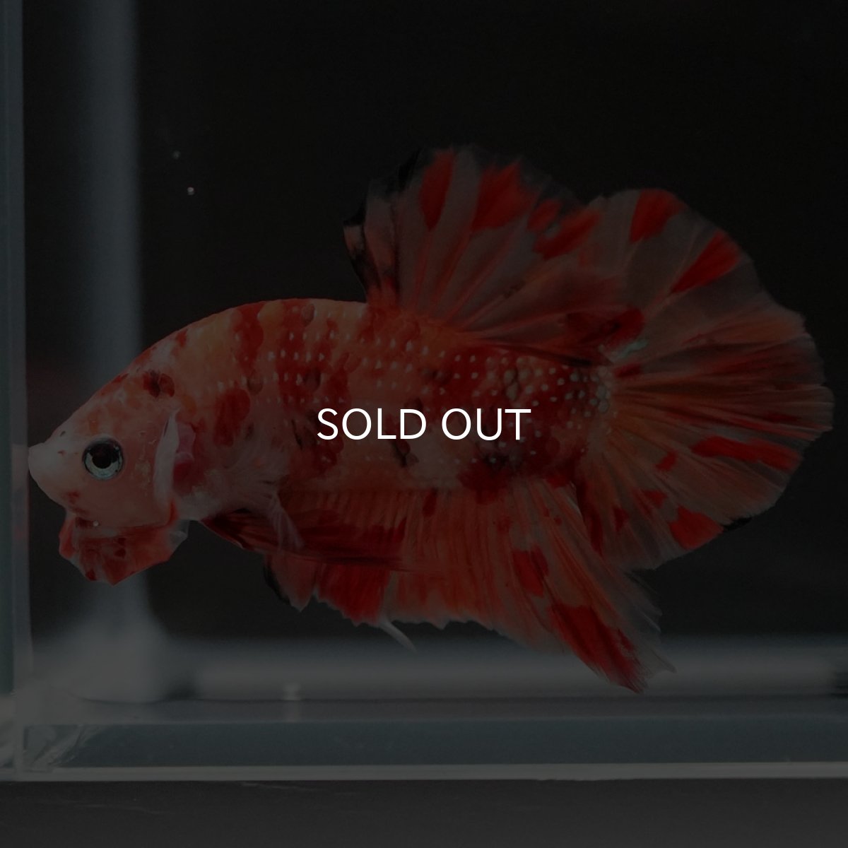 画像10: HMPK ニモ (10)