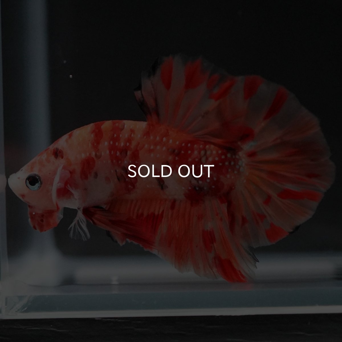 画像8: HMPK ニモ (8)