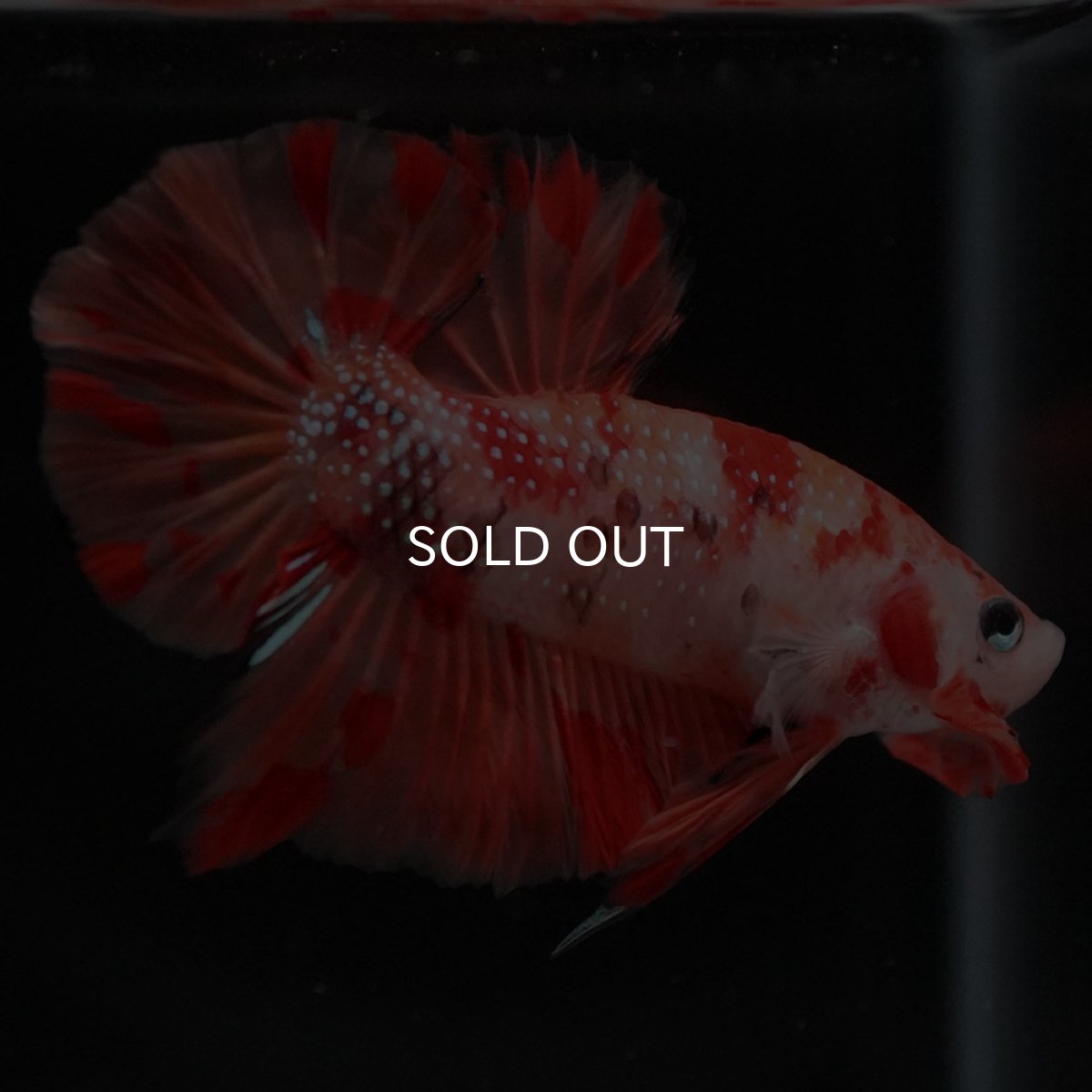 画像9: HMPK ニモ (9)