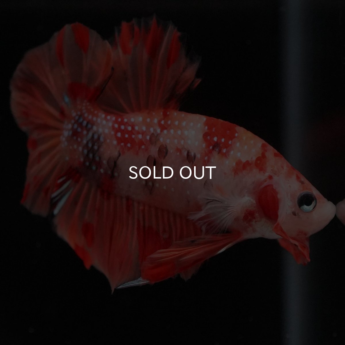 画像7: HMPK ニモ (7)