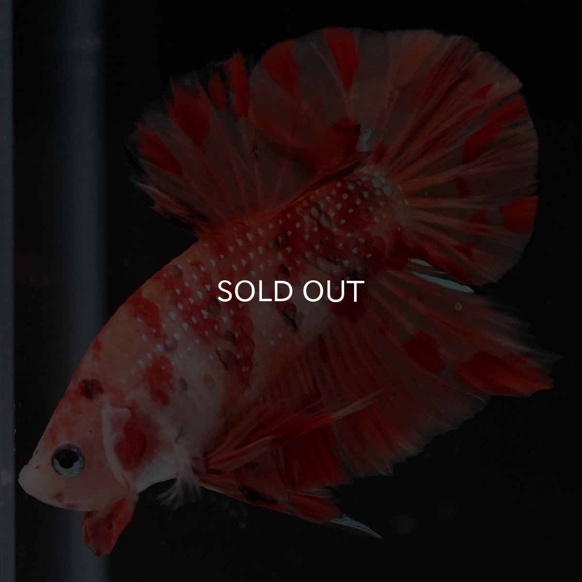 画像6: HMPK ニモ (6)