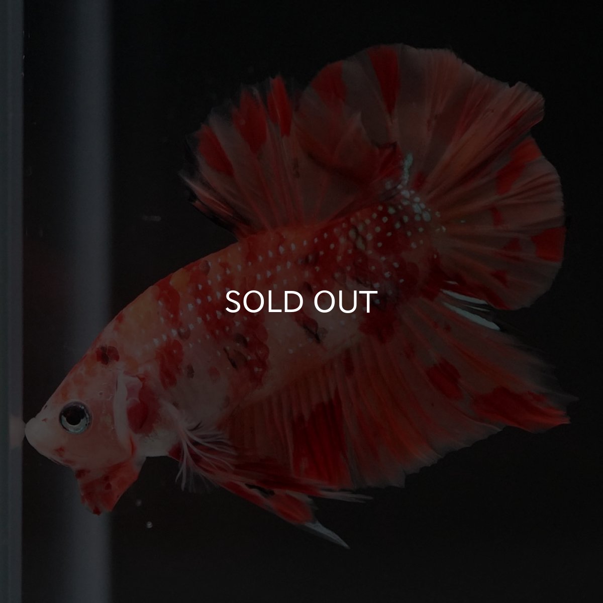 画像4: HMPK ニモ (4)