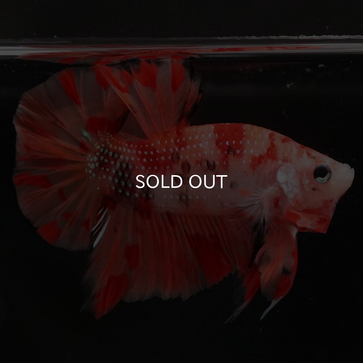 画像5: HMPK ニモ (5)