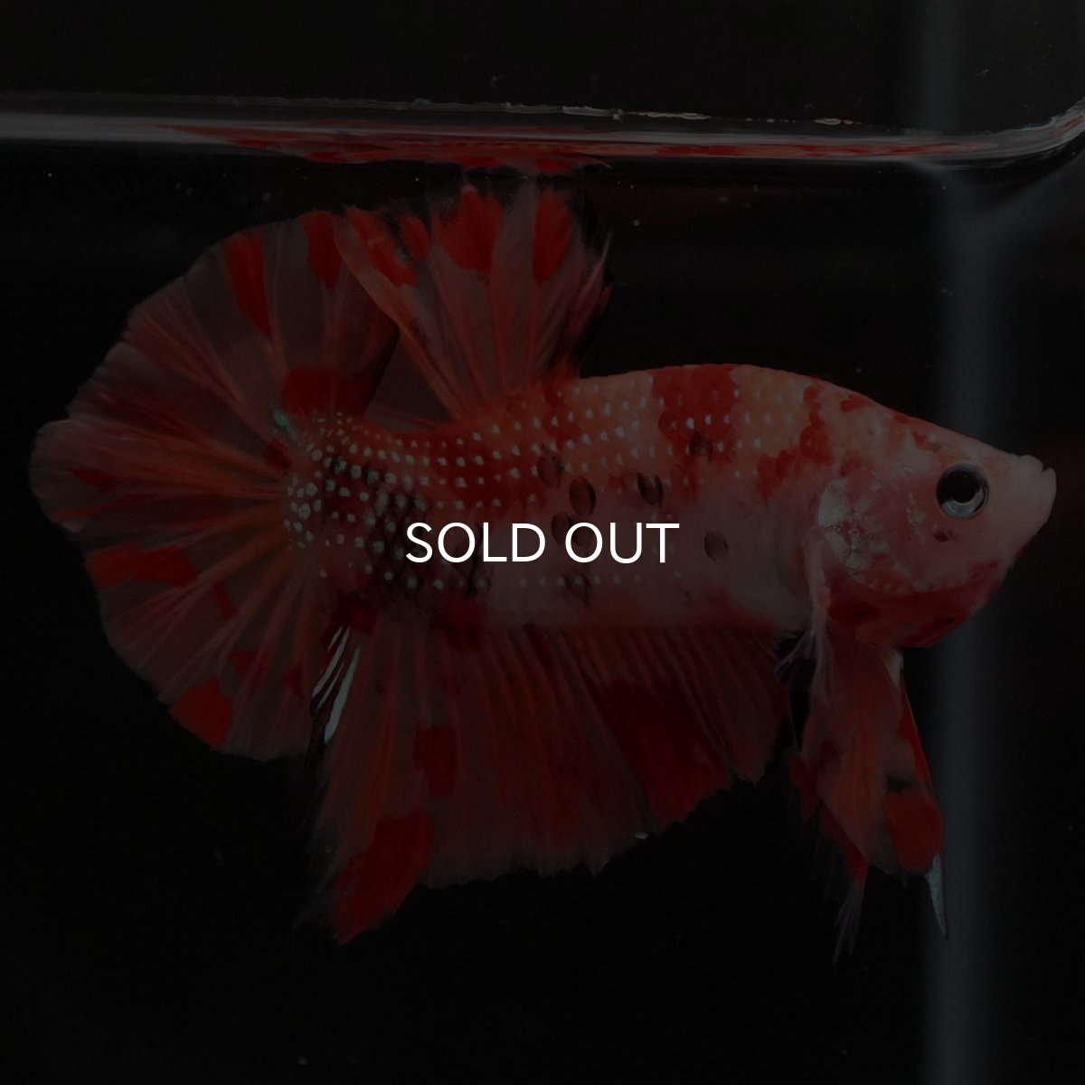 画像3: HMPK ニモ (3)