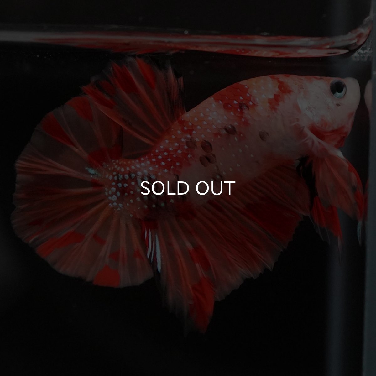 画像2: HMPK ニモ (2)