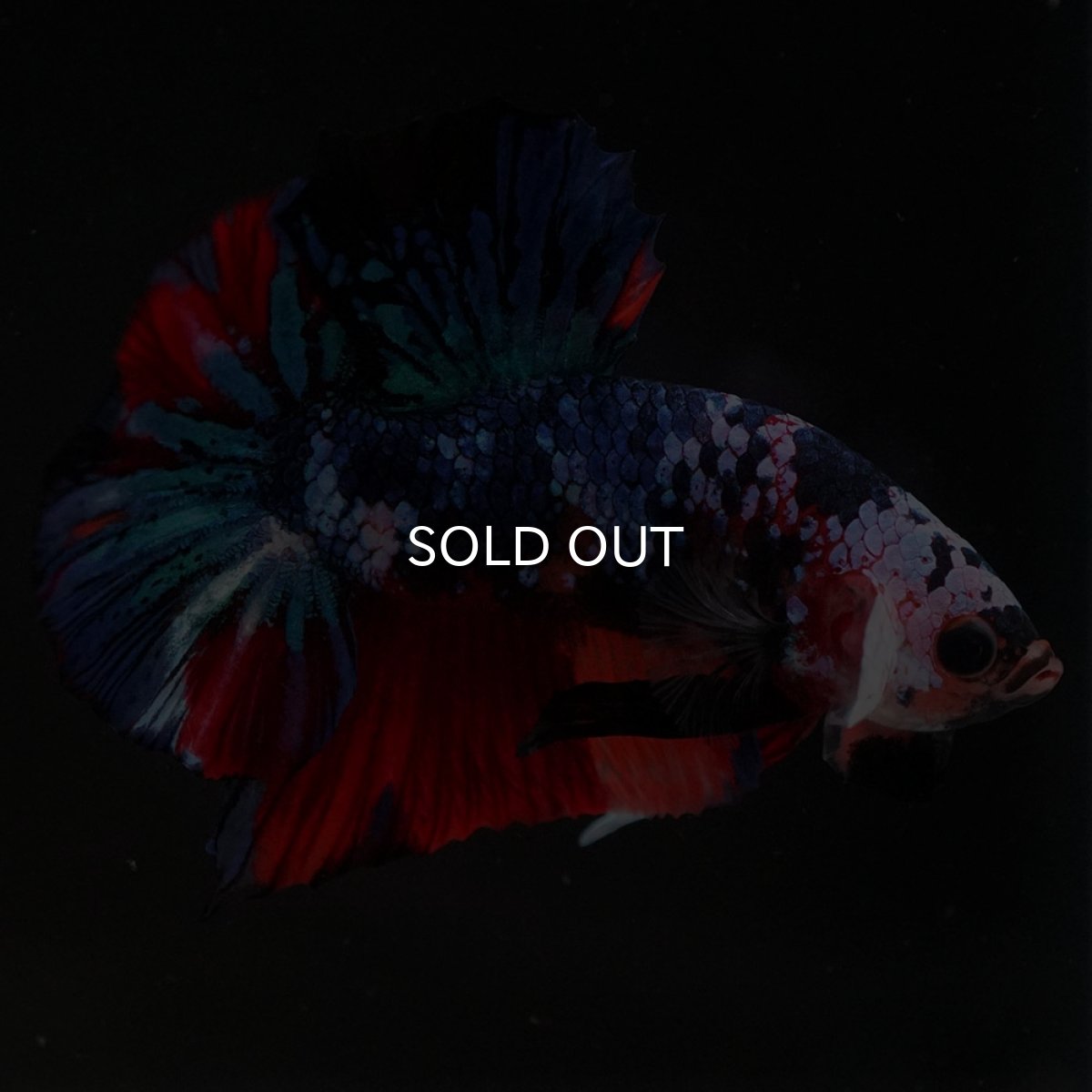 画像2: HMPK キャンディギャラクシー (2)