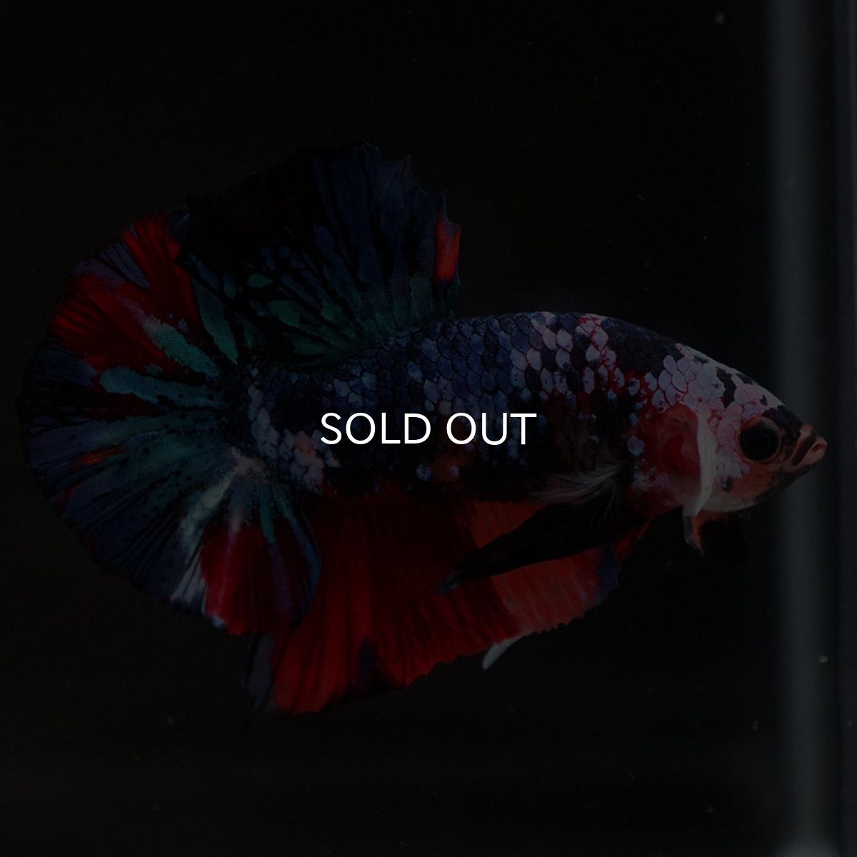 画像8: HMPK キャンディギャラクシー (8)