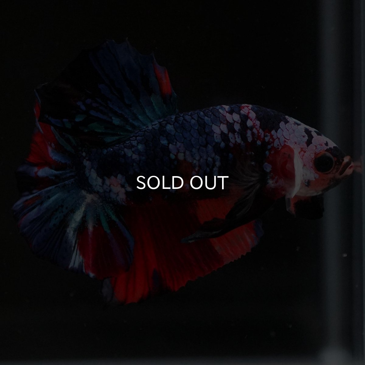 画像7: HMPK キャンディギャラクシー (7)