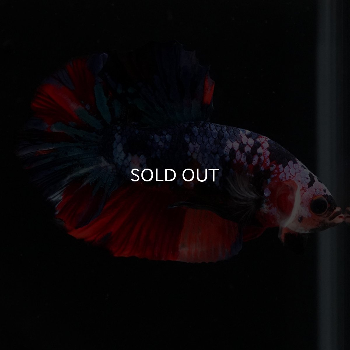 画像6: HMPK キャンディギャラクシー (6)