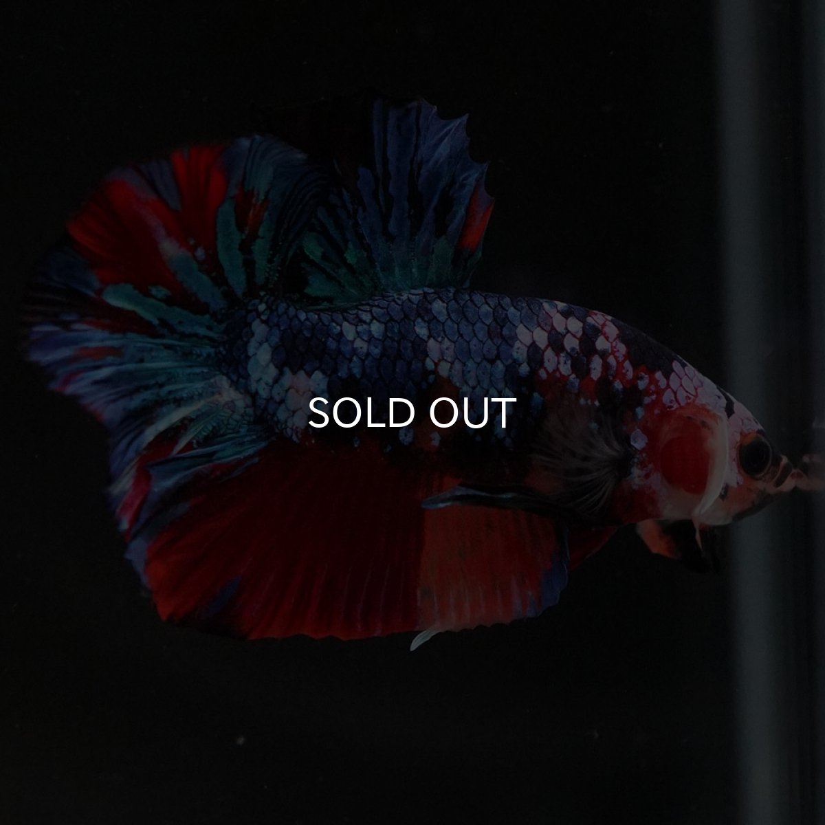 画像4: HMPK キャンディギャラクシー (4)