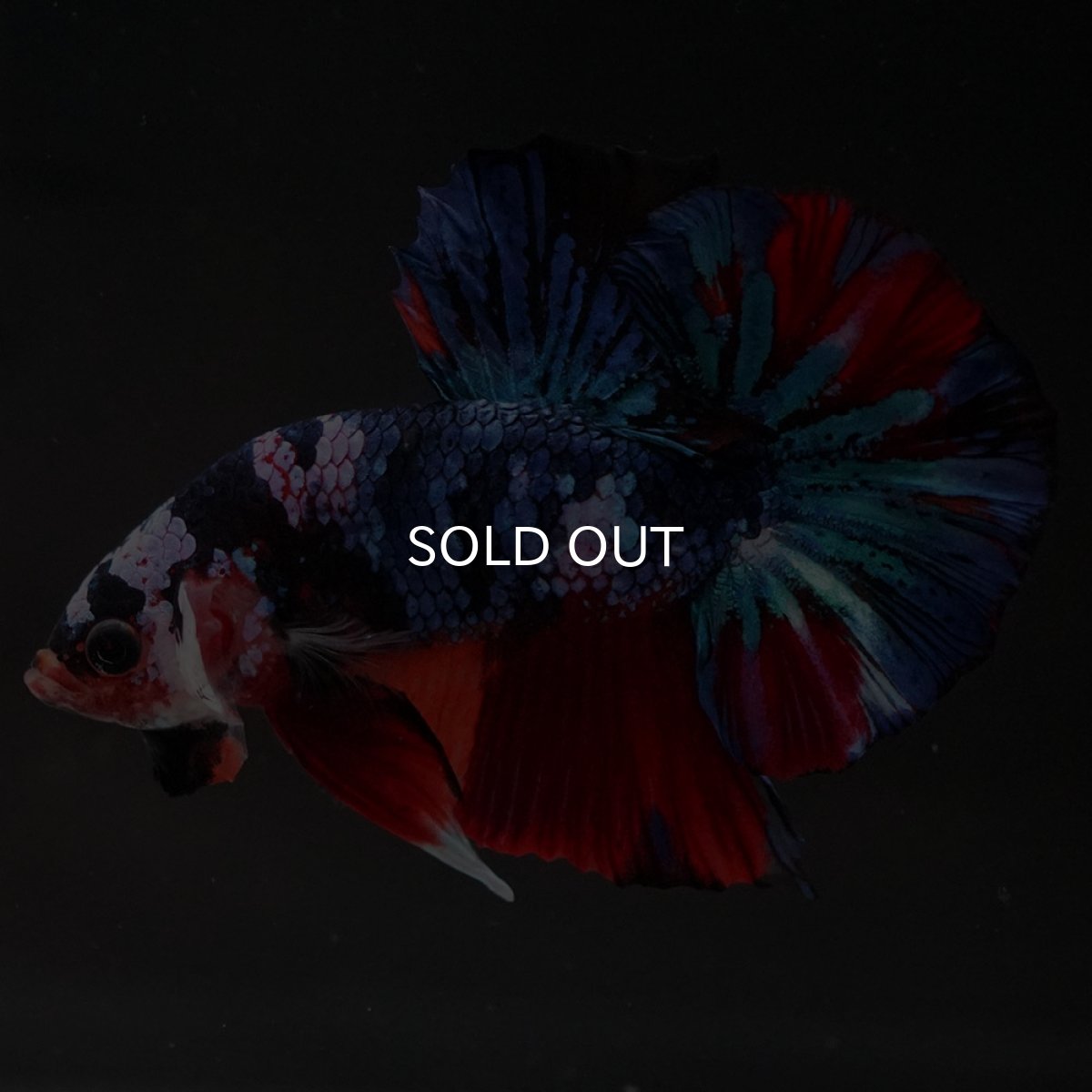 画像3: HMPK キャンディギャラクシー (3)