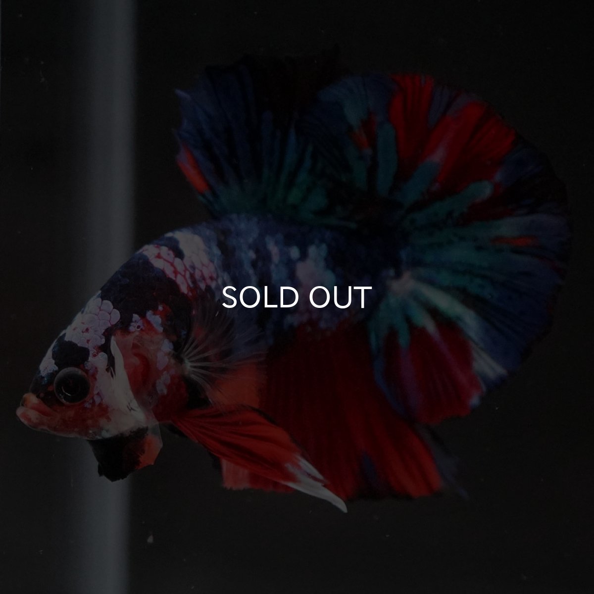 画像5: HMPK キャンディギャラクシー (5)