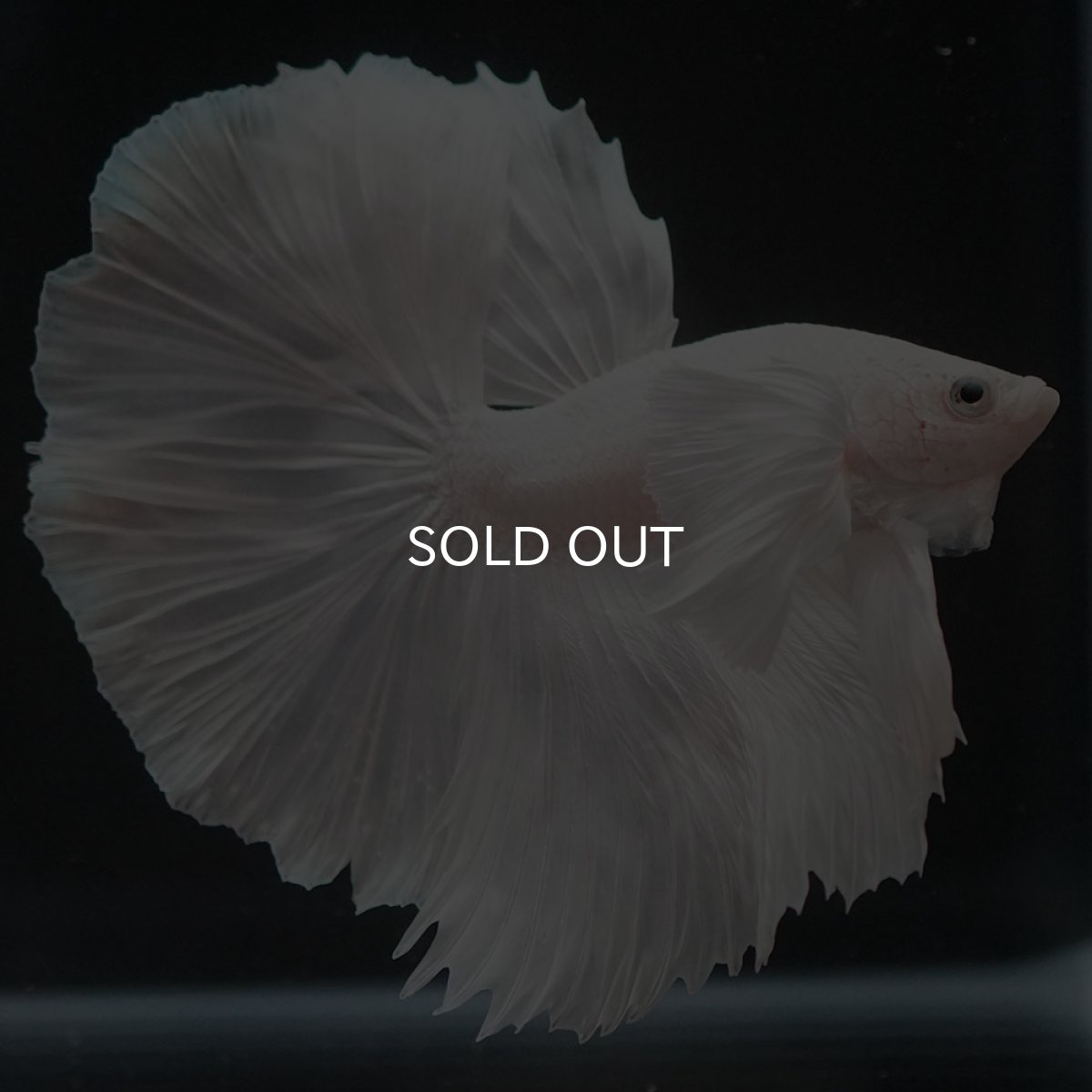 画像12: HMダンボ ホワイト (12)