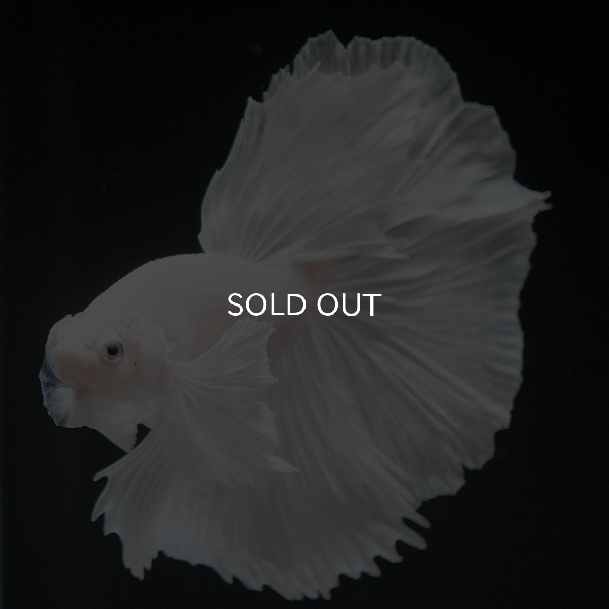 画像13: HMダンボ ホワイト (13)