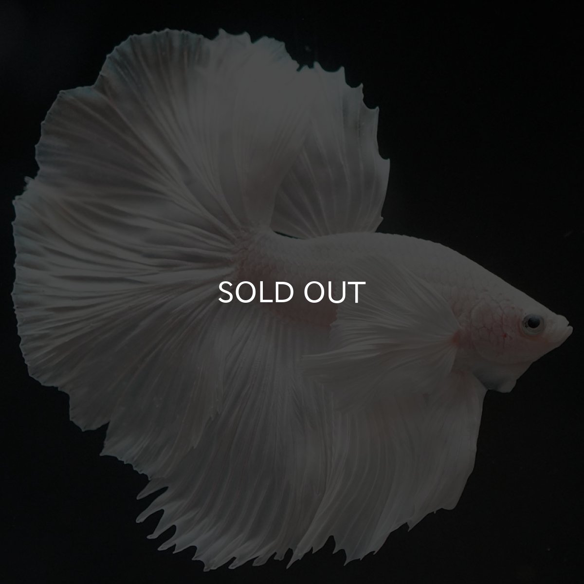 画像8: HMダンボ ホワイト (8)