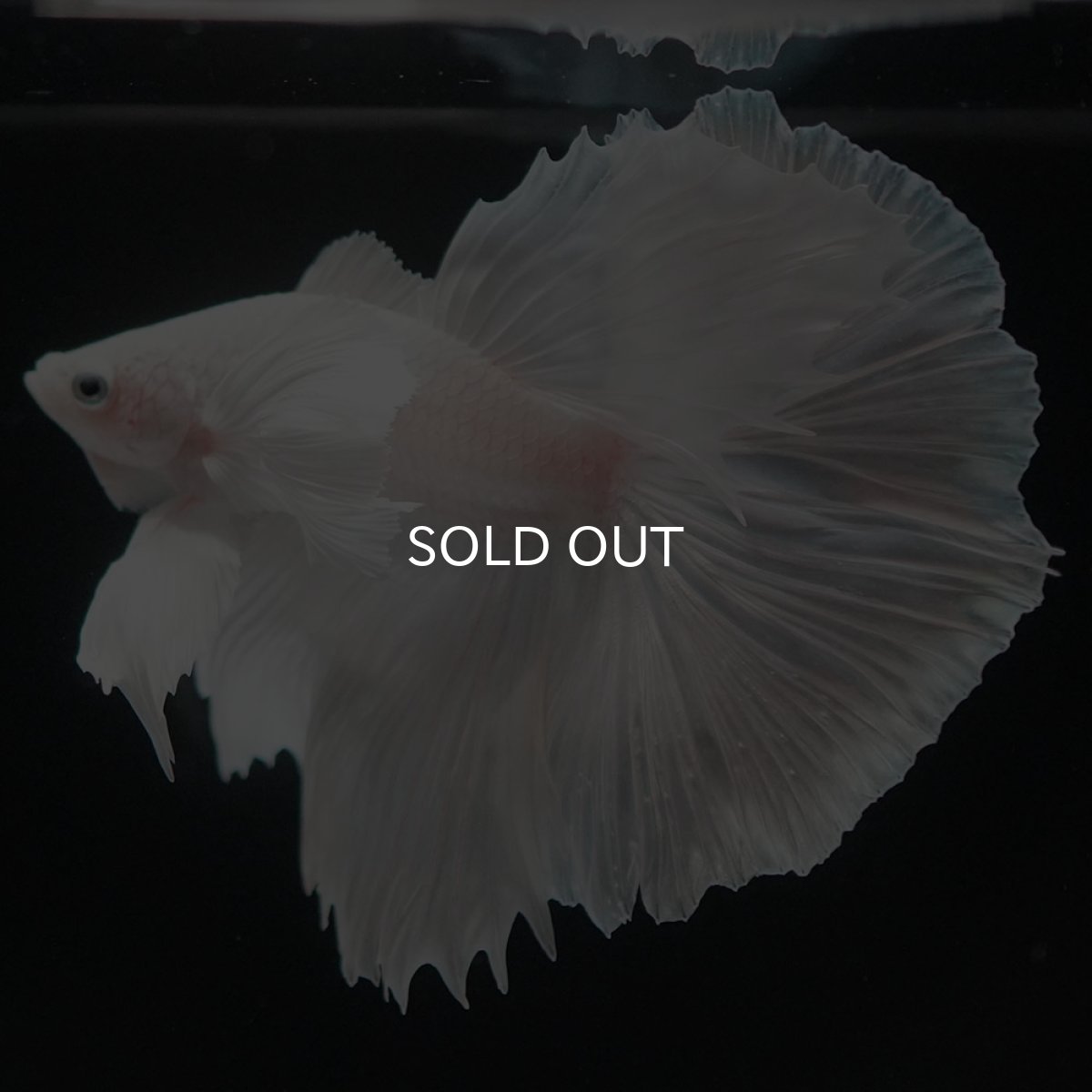 画像11: HMダンボ ホワイト (11)