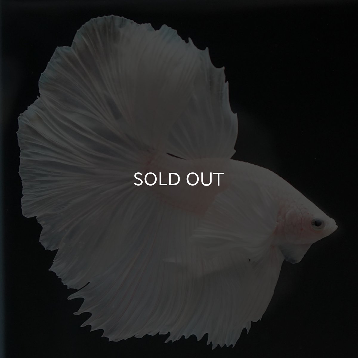 画像10: HMダンボ ホワイト (10)