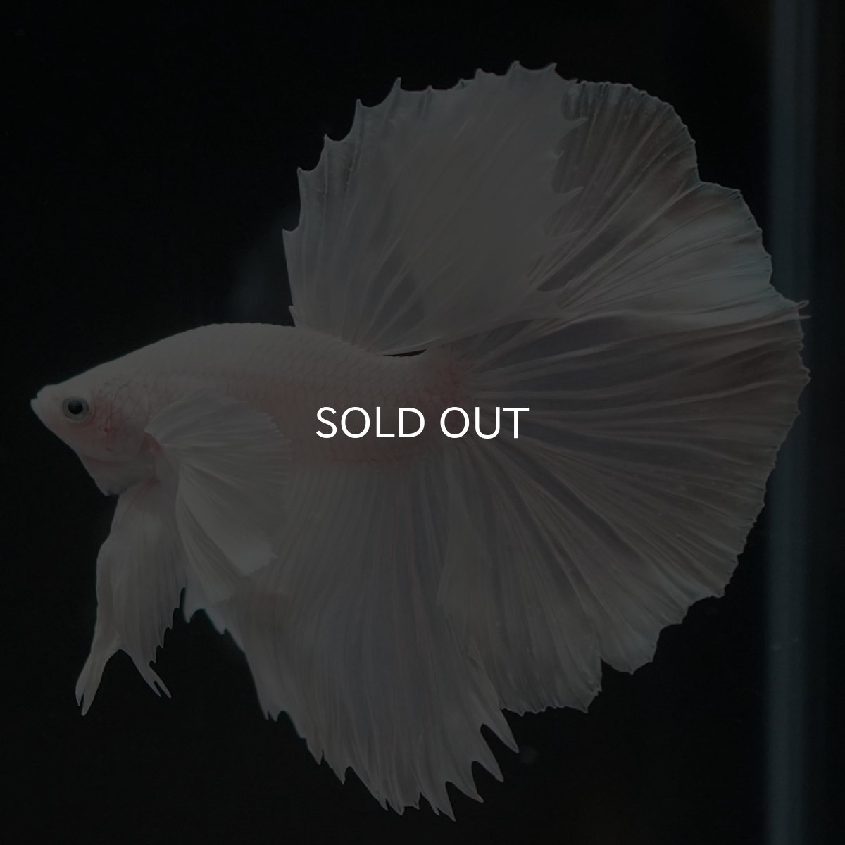 画像9: HMダンボ ホワイト (9)