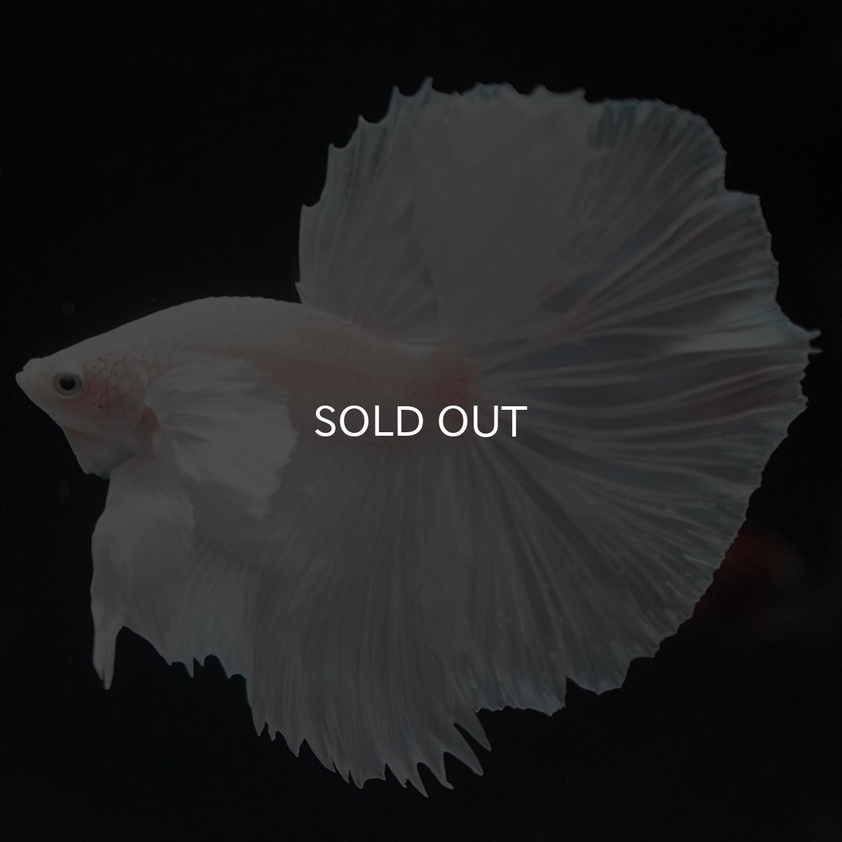 画像7: HMダンボ ホワイト (7)