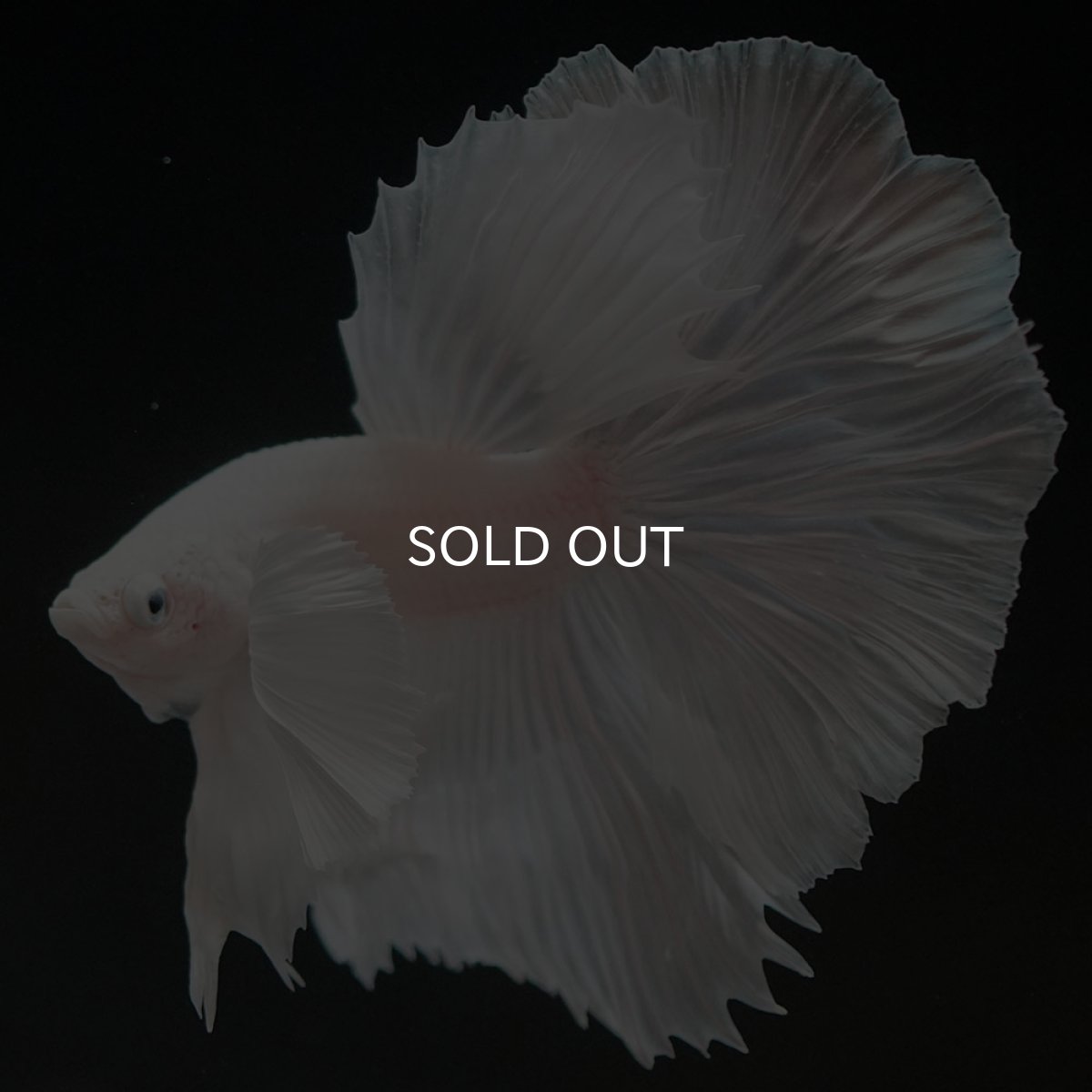 画像5: HMダンボ ホワイト (5)