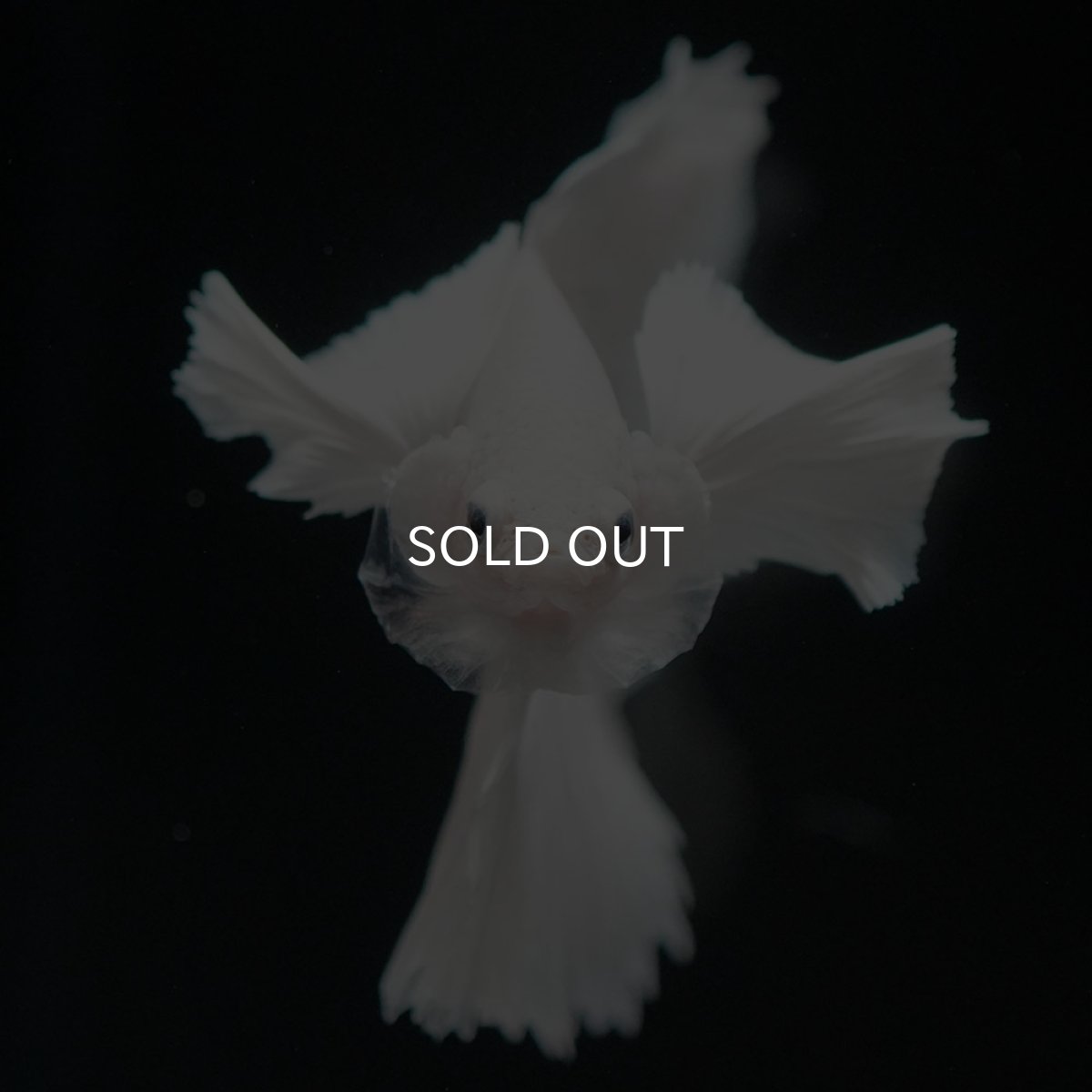 画像3: HMダンボ ホワイト (3)