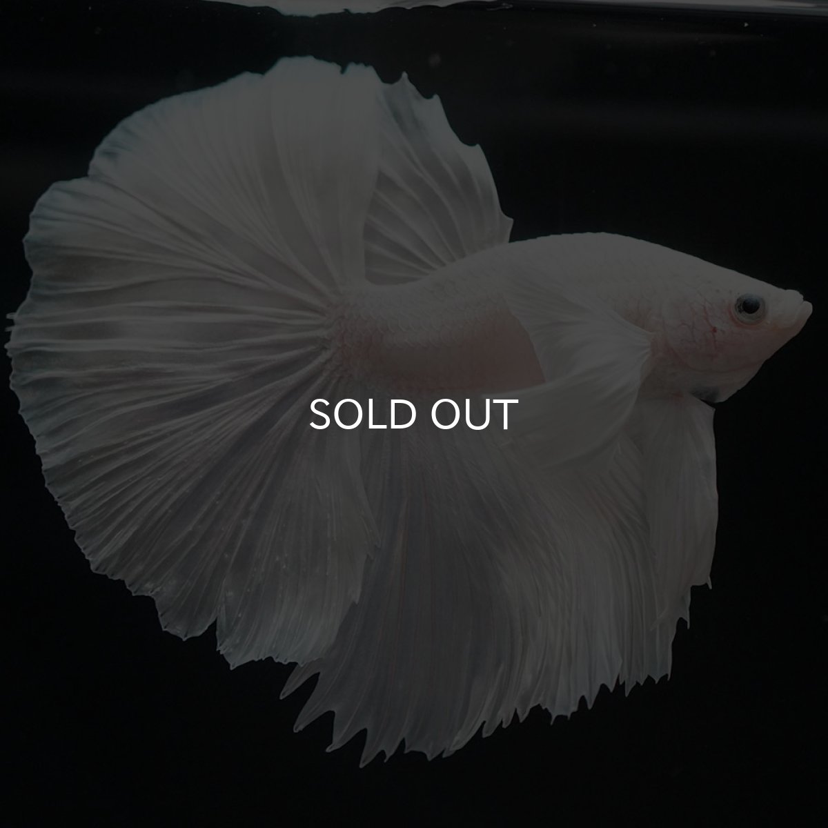 画像6: HMダンボ ホワイト (6)