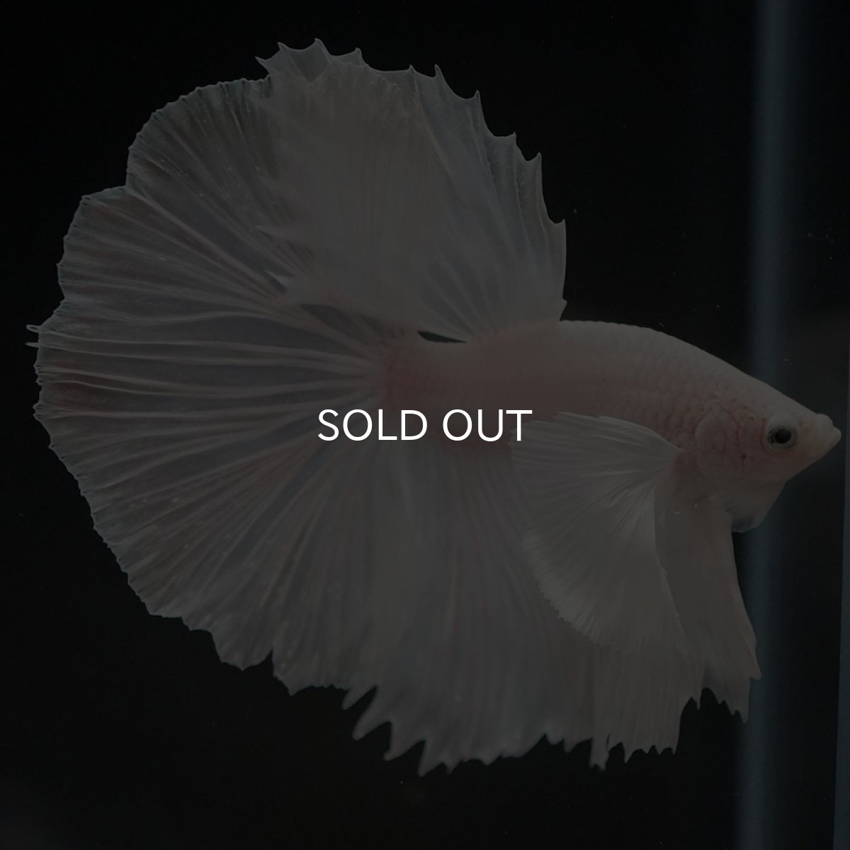 画像4: HMダンボ ホワイト (4)