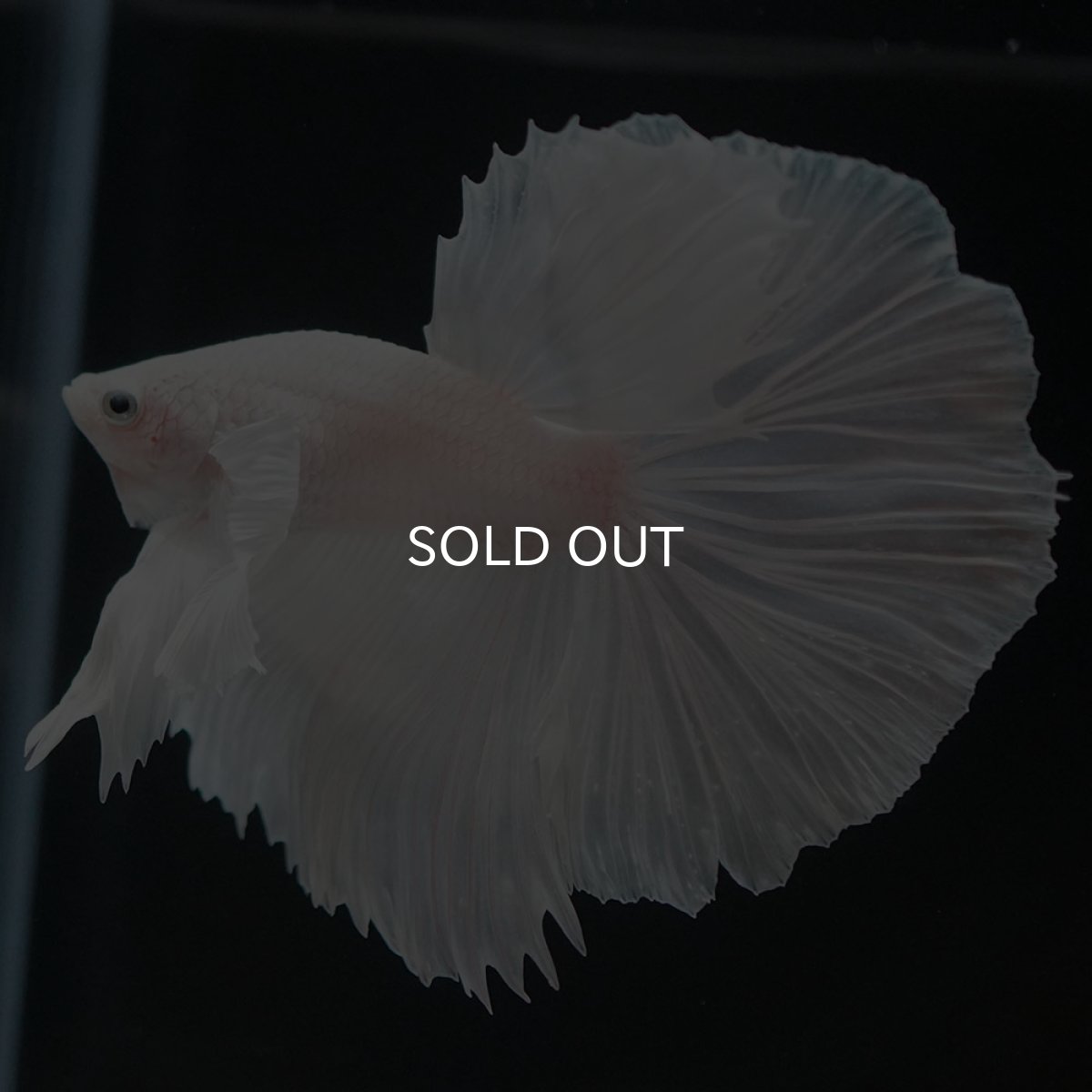 画像2: HMダンボ ホワイト (2)