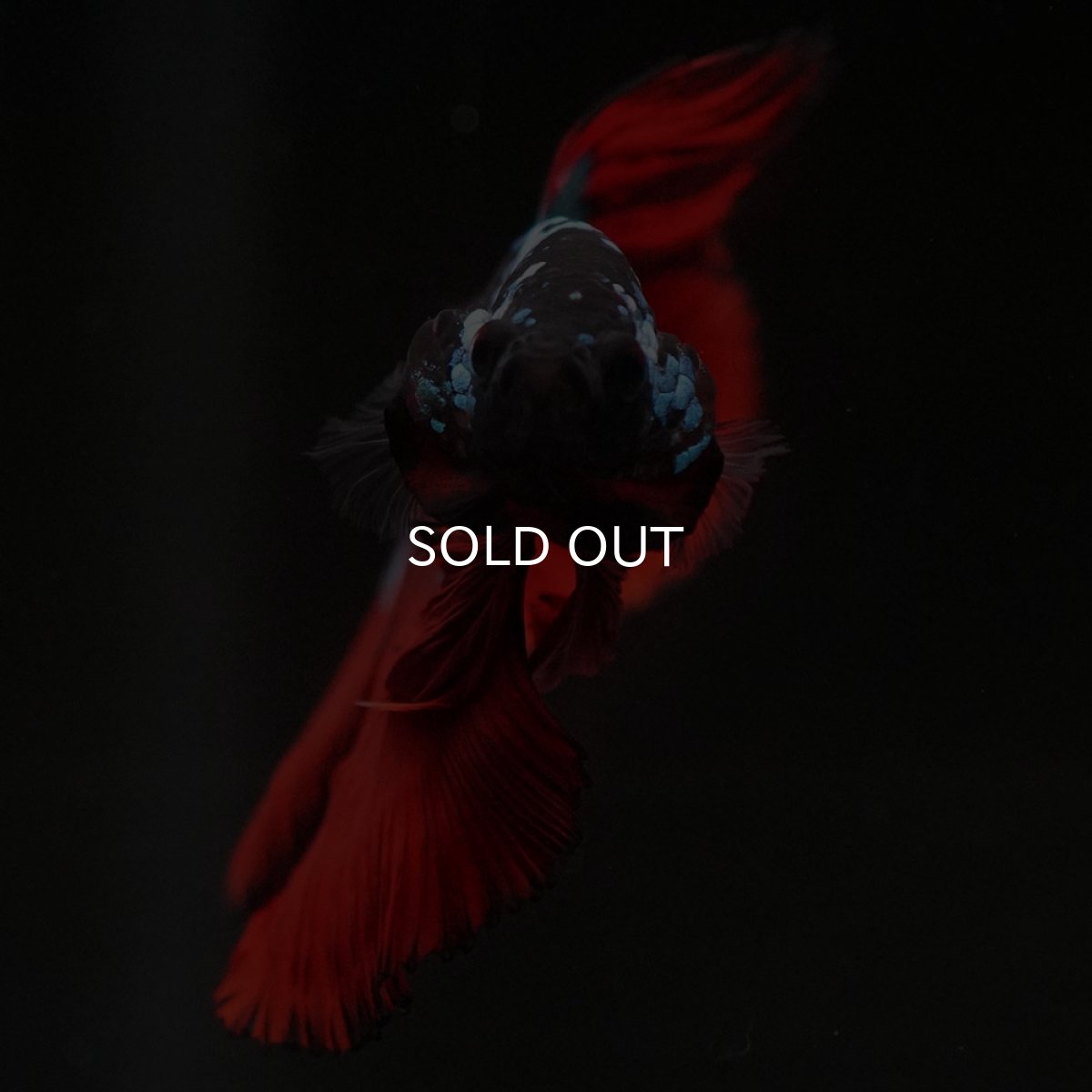 画像11: HM ブラックスター (11)