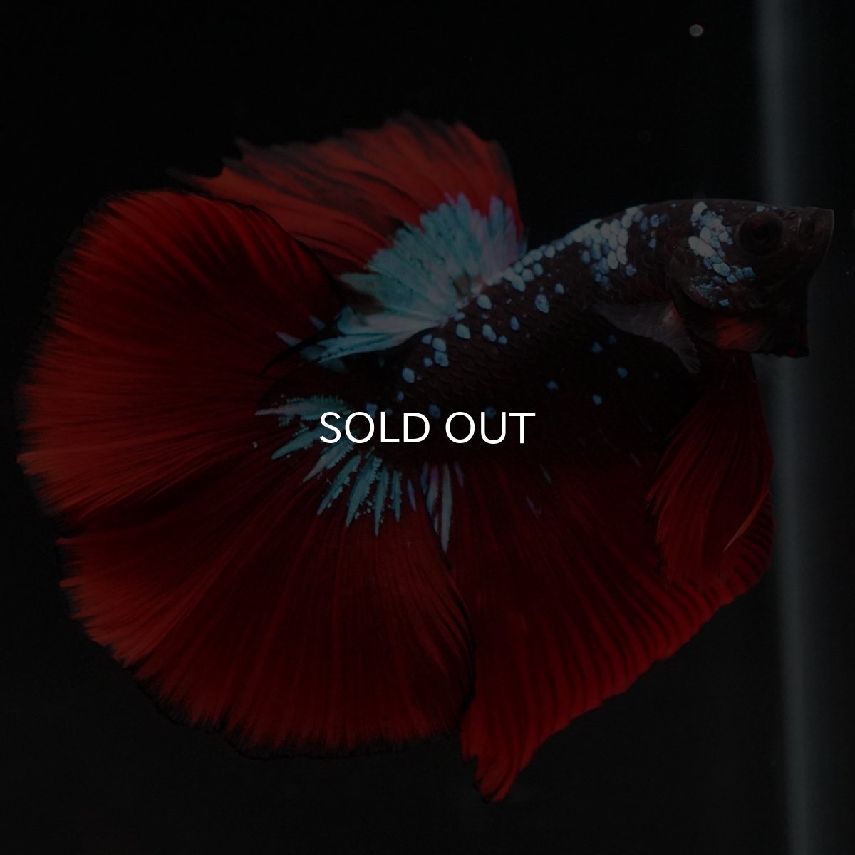 画像7: HM ブラックスター (7)