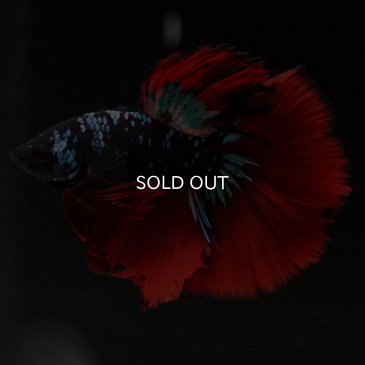 画像13: HM ブラックスター (13)