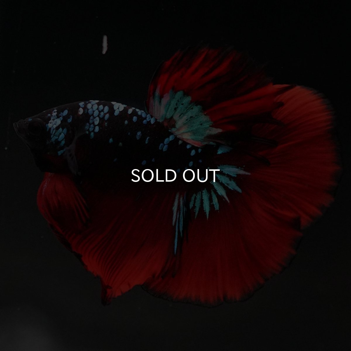 画像12: HM ブラックスター (12)