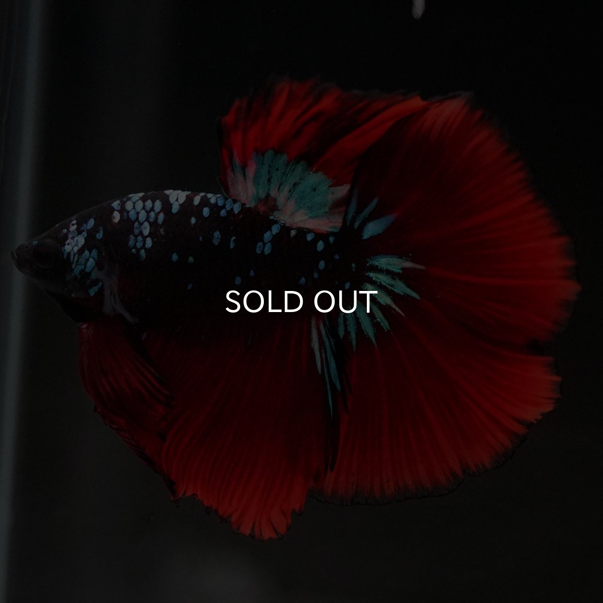 画像10: HM ブラックスター (10)