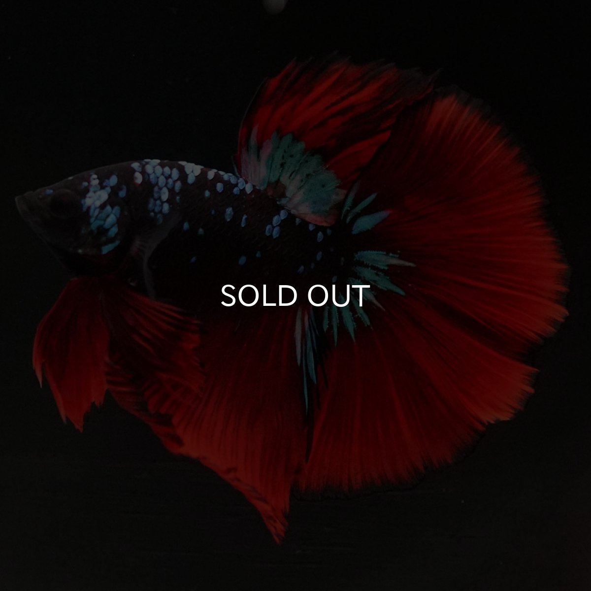 画像8: HM ブラックスター (8)