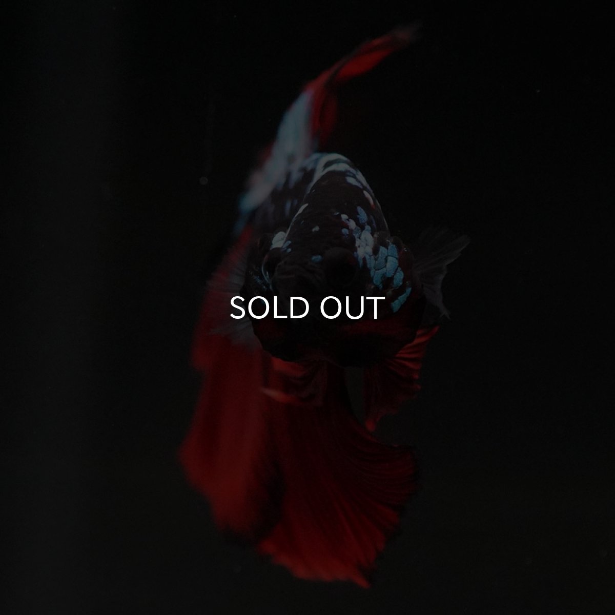 画像9: HM ブラックスター (9)