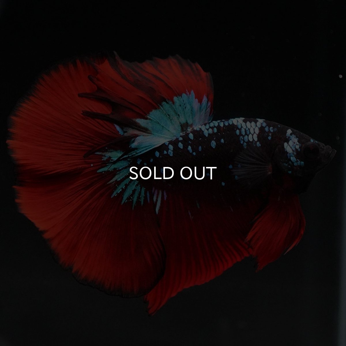 画像2: HM ブラックスター (2)