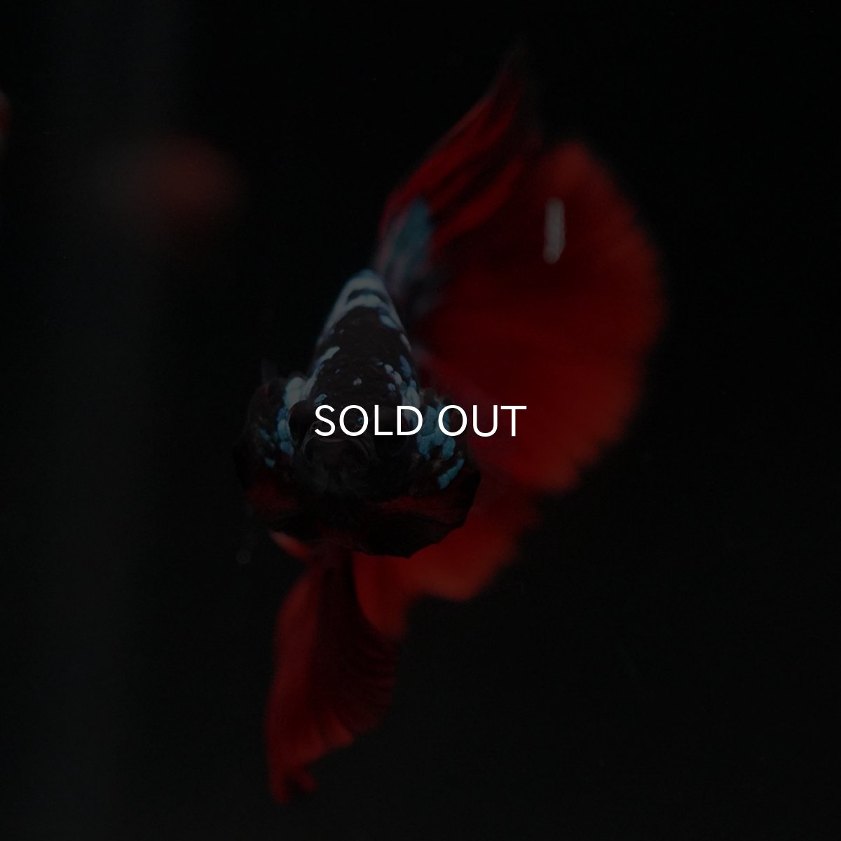 画像3: HM ブラックスター (3)