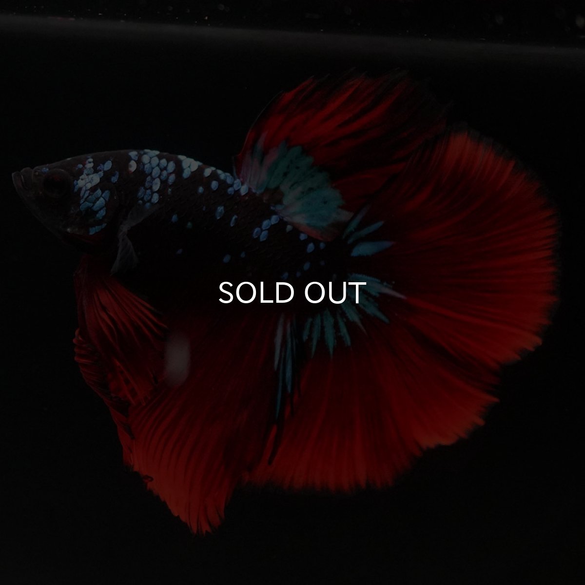 画像6: HM ブラックスター (6)