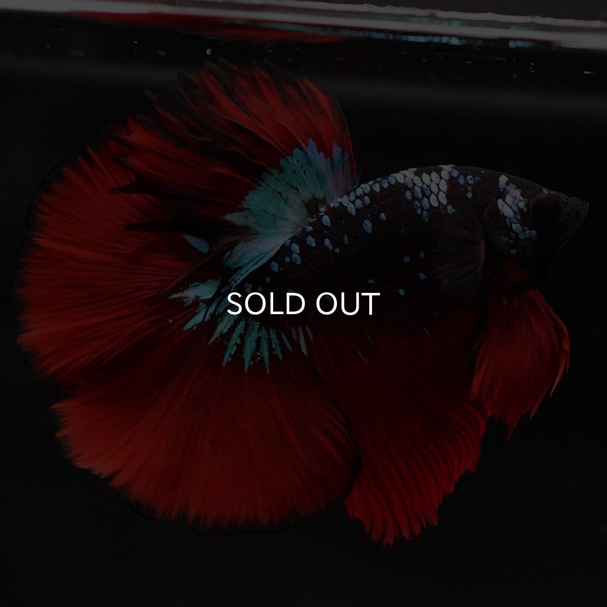 画像5: HM ブラックスター (5)