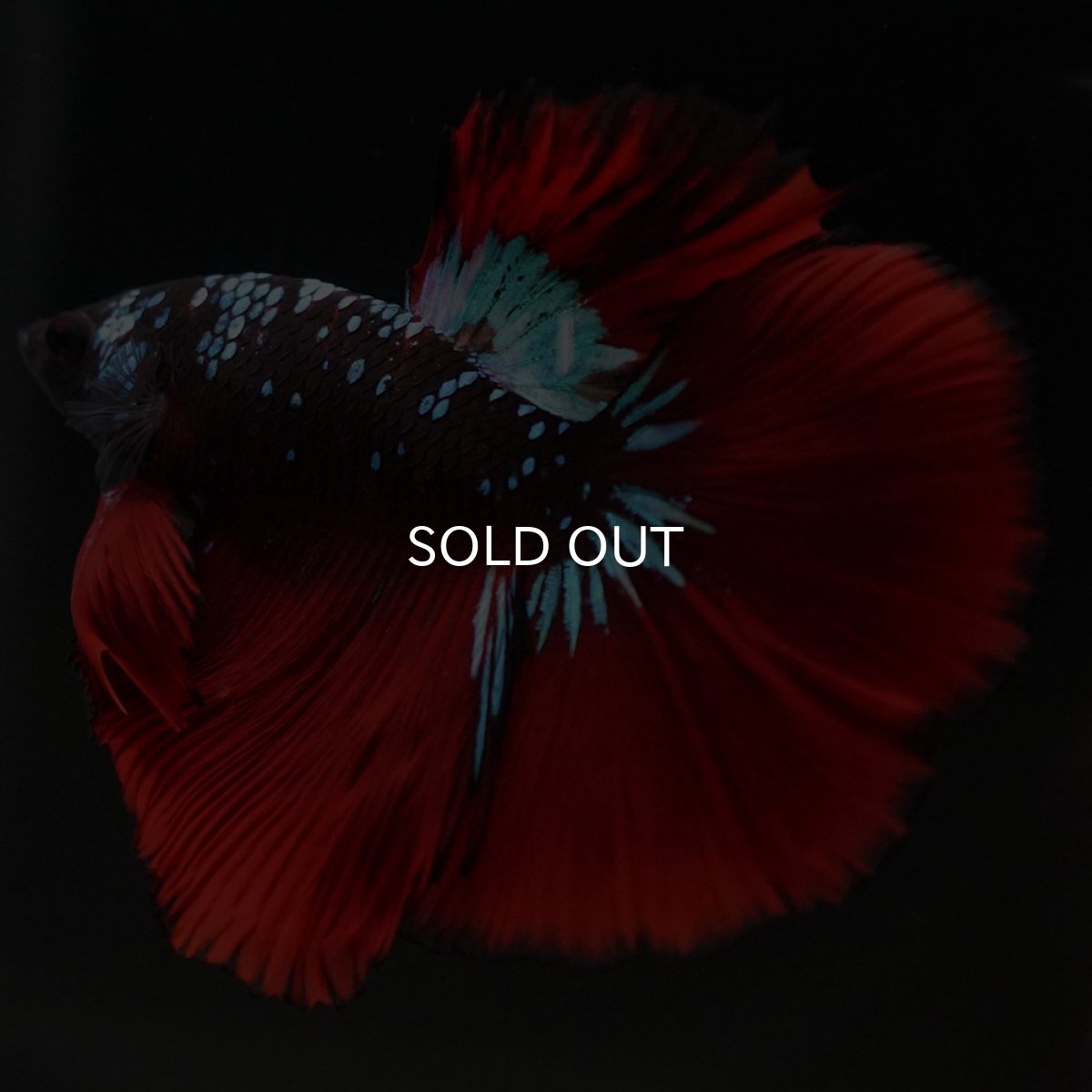 画像4: HM ブラックスター (4)