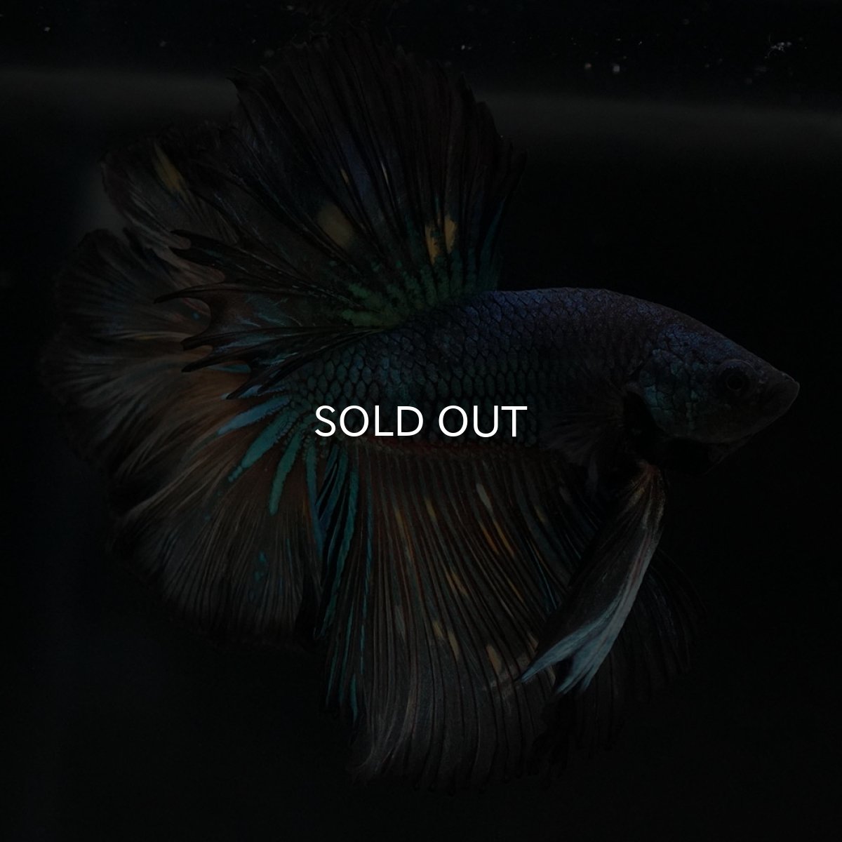 画像10: HM　ブラックマスタード　ローズテール (10)